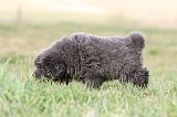 DOGUE DU TIBET 733